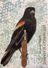 Load image into Gallery viewer, Red-Winged Blackbird, 5x7 original mixed media painting, 61 of 100