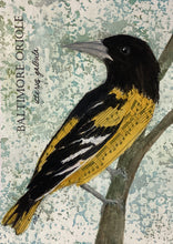 Load image into Gallery viewer, Baltimore Oriole, 5x7 original mixed media painting, Day 64 of 100
