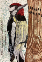 Load image into Gallery viewer, Yellow-Bellied Sapsucker, 5x7 original mixed media painting, 67 0f 100