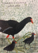 Load image into Gallery viewer, Common Gallinule, 5x7 original mixed media painting, 79 of 100