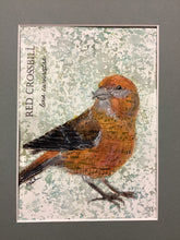 Load image into Gallery viewer, Red Crossbill, 5x7 original mixed media painting, 87 of 100