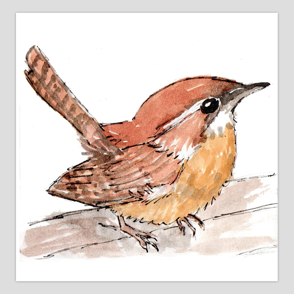 Carolina Wren 5x5 Greeting Card from Watercolor and pen sketch Day 4 of 100